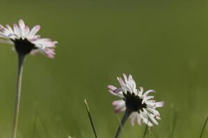 white daisy with a yellow heart photo