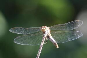 macro photo of a dragonfly