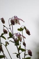 spring flower columbine photo