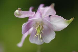 spring flower columbine photo