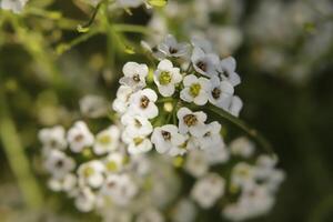 minúsculo blanco flores de el alyssum foto