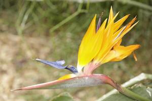 bird of paradise flower photo