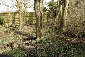 part of a garden with trees, ferns and other plants photo