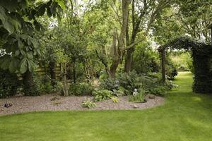 part of a garden with trees, ferns and other plants photo