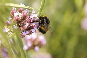 Honey bee drinks nectar from a flower photo