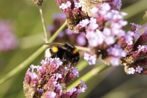 Honey bee drinks nectar from a flower photo