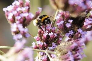 Honey bee drinks nectar from a flower photo