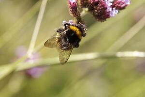 Honey bee drinks nectar from a flower photo