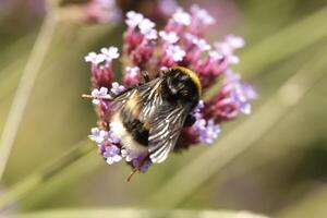 miel abeja bebidas néctar desde un flor foto