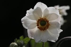 fragile white anemone flower photo