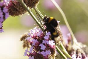 miel abeja bebidas néctar desde un flor foto