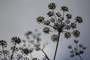 seed pod of anise dill photographed from below photo