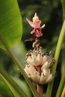 banana tree with little fruits photo