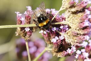 Honey bee drinks nectar from a flower photo