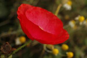 cultivated red poppy flower photo