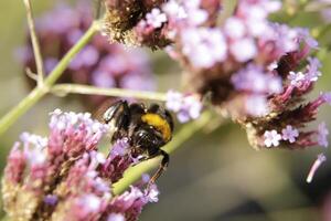 Honey bee drinks nectar from a flower photo