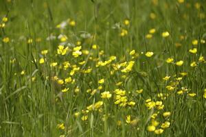 grassland with yellow buttercup photo