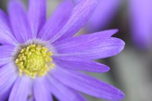 anemone blanda a blue spring flower photo