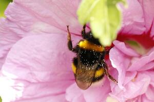 Honey bee drinks nectar from a flower photo