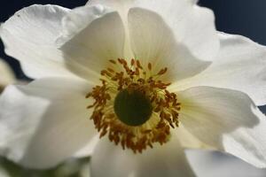 fragile white anemone flower photo