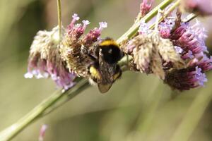 Honey bee drinks nectar from a flower photo