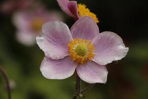 fragile white anemone flower photo