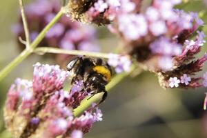Honey bee drinks nectar from a flower photo