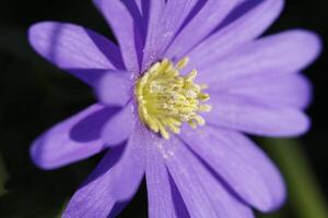 anemone blanda a fragile blue spring flower photo