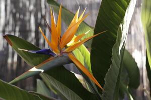 flor de ave del paraíso foto