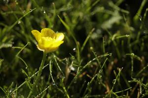 yellow buttercup in the green grass photo