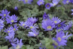 anemone blanda a blue spring flower photo