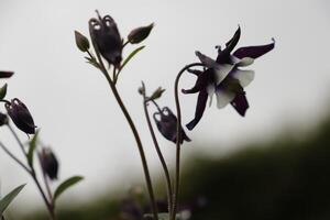 Blue white Columbine flowers blooming in May. You can find them in many colors photo