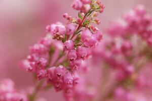 macro photo heath plant