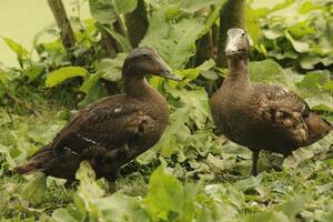 Common Eider bird photo