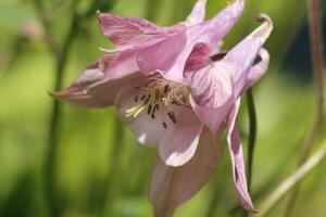 Pink and white Columbine flowers blooming in May. You can find them in many colors photo