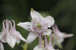 White Columbine flowers blooming in May. You can find them in many colors photo