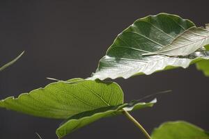 green leaves against a black background photo