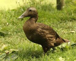 común eider pájaro foto