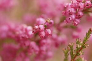 macro photo heath plant