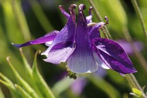 Blue white Columbine flowers blooming in May. You can find them in many colors photo