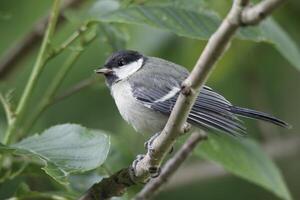 great tit a common bird to see in the garden photo