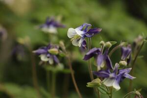 azul blanco aguileña flores floreciente en mayo. usted lata encontrar ellos en muchos colores foto
