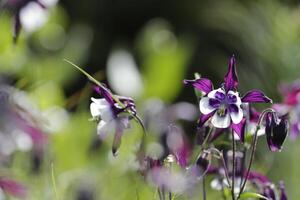 Blue white Columbine flowers blooming in May. You can find them in many colors photo