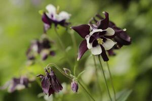 Blue white Columbine flowers blooming in May. You can find them in many colors photo