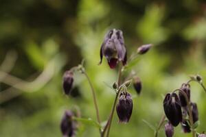 Blue white Columbine flowers blooming in May. You can find them in many colors photo