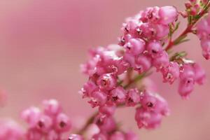 macro photo heath plant