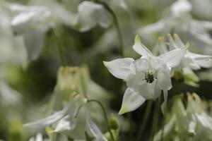 blanco aguileña flores floreciente en mayo. usted lata encontrar ellos en muchos colores foto