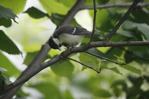 great tit parent feeds baby bird photo