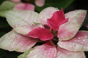 poinsettia pink and red with rain drops photo