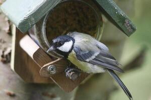 great tit a common bird to see in the garden photo